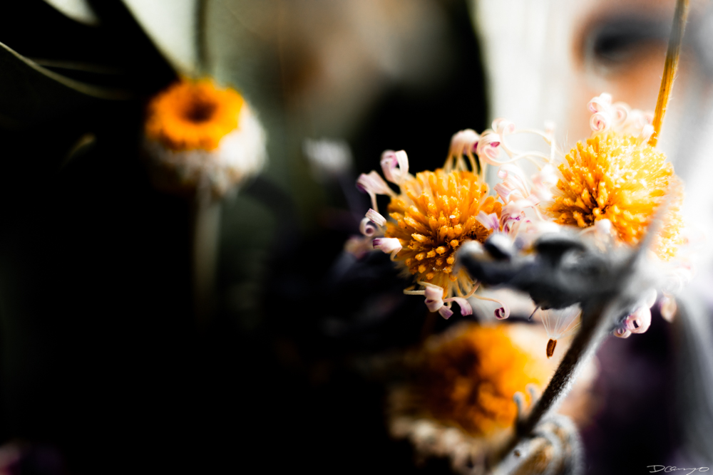 Photos of flowers, focaccia, fun Lucky Charms, and pretty Berkeley neighborhood sights.